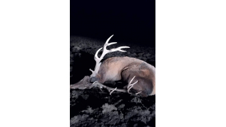 Горски заловиха бракониери, убили незаконно елен на територията на Северноцентралното предприятие