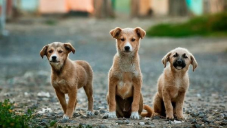 Община Севлиево започва преброяване на безстопанствените кучета