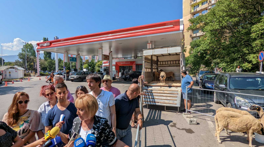 Мая Манолова и активисти на Изправи се България стовариха овце на оживена бензиностанция в София  