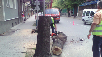 Кметът на Севлиево трябва да се самонакаже за изсичането на дървета, но ако сам установи, че е нарушител