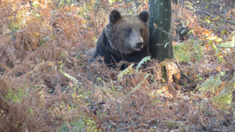 Още една маркирана мечка oбитава Балкана