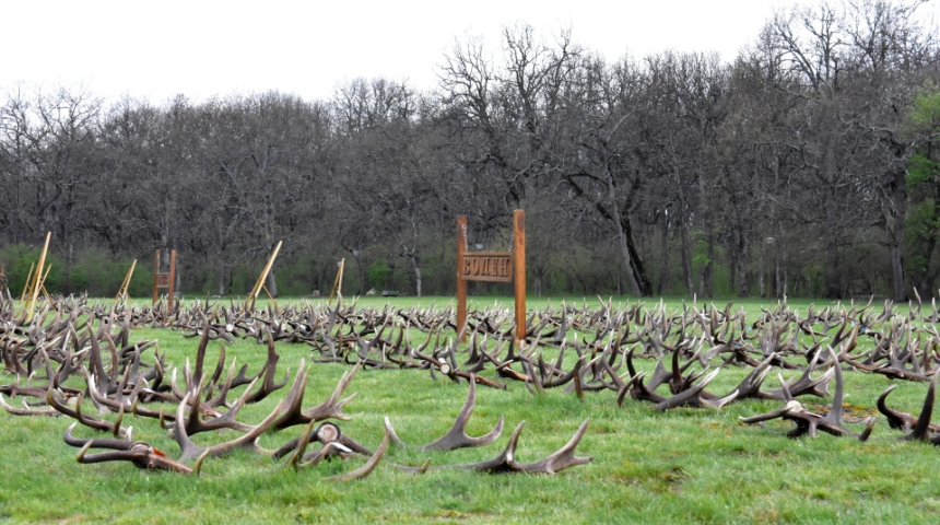 Стотици паднали рога от благороден елен бяха показани в изложба