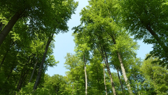 В Севлиево поставиха под особена закрила 160-годишни букови гори