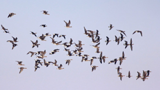 За безопасност на птиците ЕРП Север влага 3.3 млн. лв. за обезопасяване на 10 000 ел. стълба