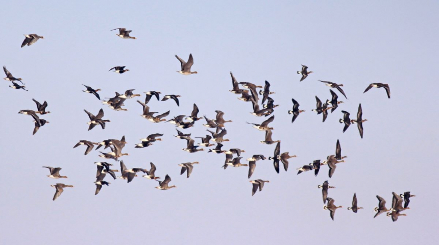За безопасност на птиците ЕРП Север влага 3.3 млн. лв. за обезопасяване на 10 000 ел. стълба