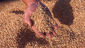 Два тона жито откраднали в Бериево