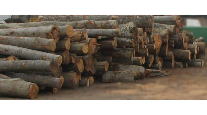 Незаконна дървесина хванаха в "Казамаз" посред бял ден