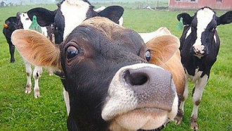 Откраднаха крава в Хирево, била най-хубавата на стопанина си