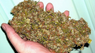 Запаси от марихуана иззеха в Крамолин