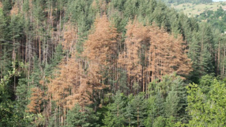 1372 дка иглолистни гори в ДЛС "Росица" са поразени от