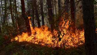 15 пожара са пламнали в гори на СЦДП, в ДЛС "Росица" -