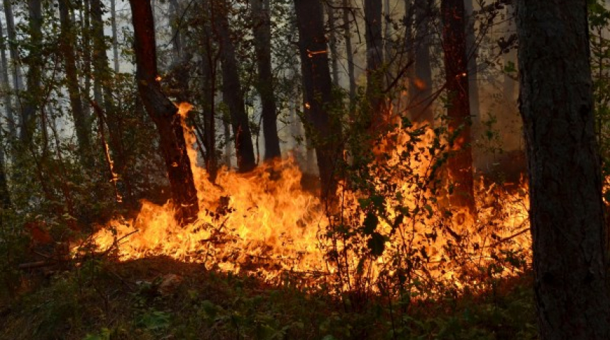 15 пожара са пламнали в гори на СЦДП, в ДЛС "Росица" -