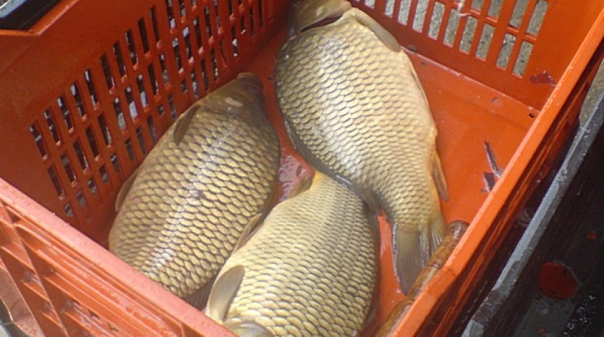 Агенцията по храните: Внимавайте каква риба купувате