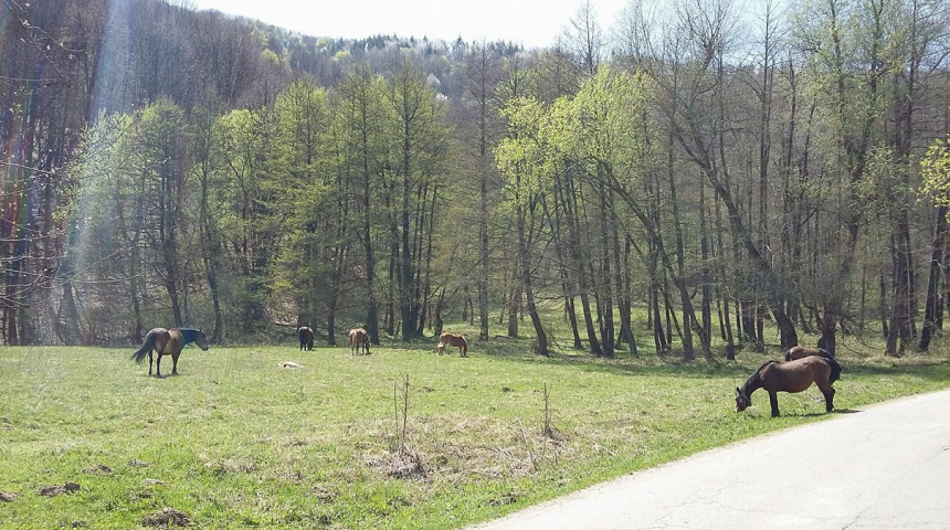 "Безстопанствени" коне в Балкана са застрашени от умър