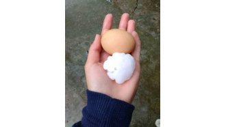 Градушка колкото яйце падна снощи в Добромирка