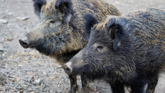 Само област Габрово е без заболели диви свине в рамките на СЦДП