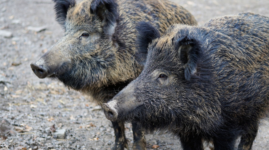 Само област Габрово е без заболели диви свине в рамките на СЦДП