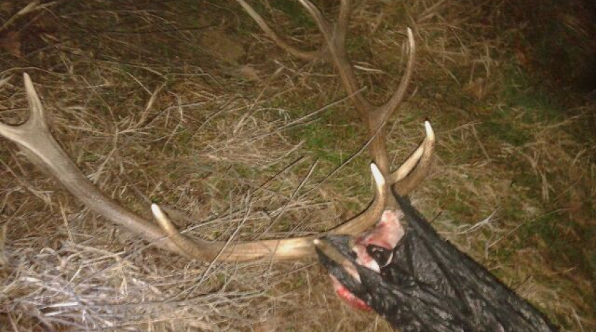Забраниха лова край с. Гъбене заради убит благороден елен