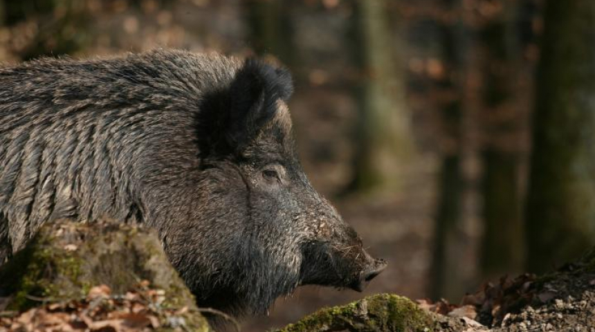 Забранява се груповият лов на дива свиня