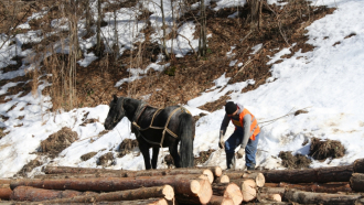 Започват проверки за спазване забраната срещу изсичане на гори