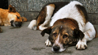 Защитници на животните пускат сигнал за нередности с бездомните