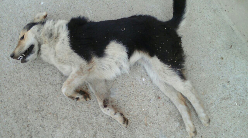 Жестокост: пребито до смърт куче захвърлено край реката